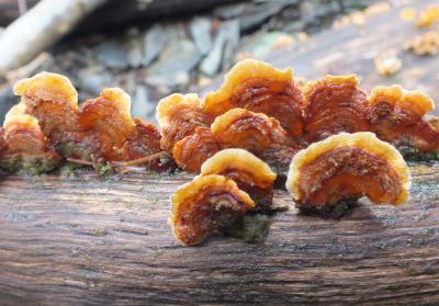 454 BRACKET FUNGUS.jpg